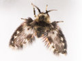 probable Boreoclytocerus ocellaris